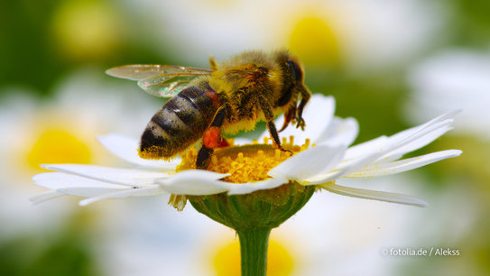 Die Hobby Imkerei im Garten bringt leckeren Honig.